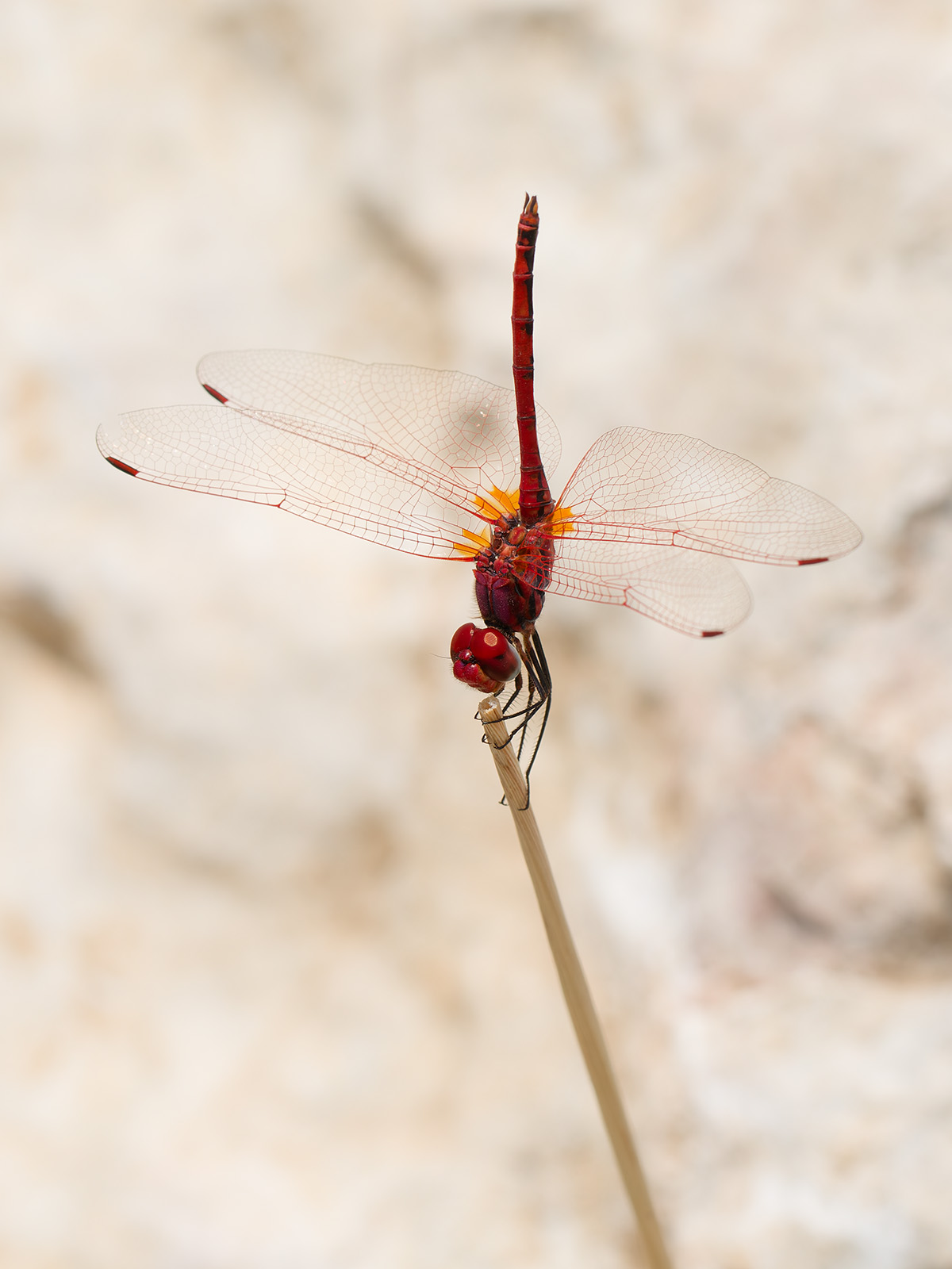 Trithemis arteriosa, male