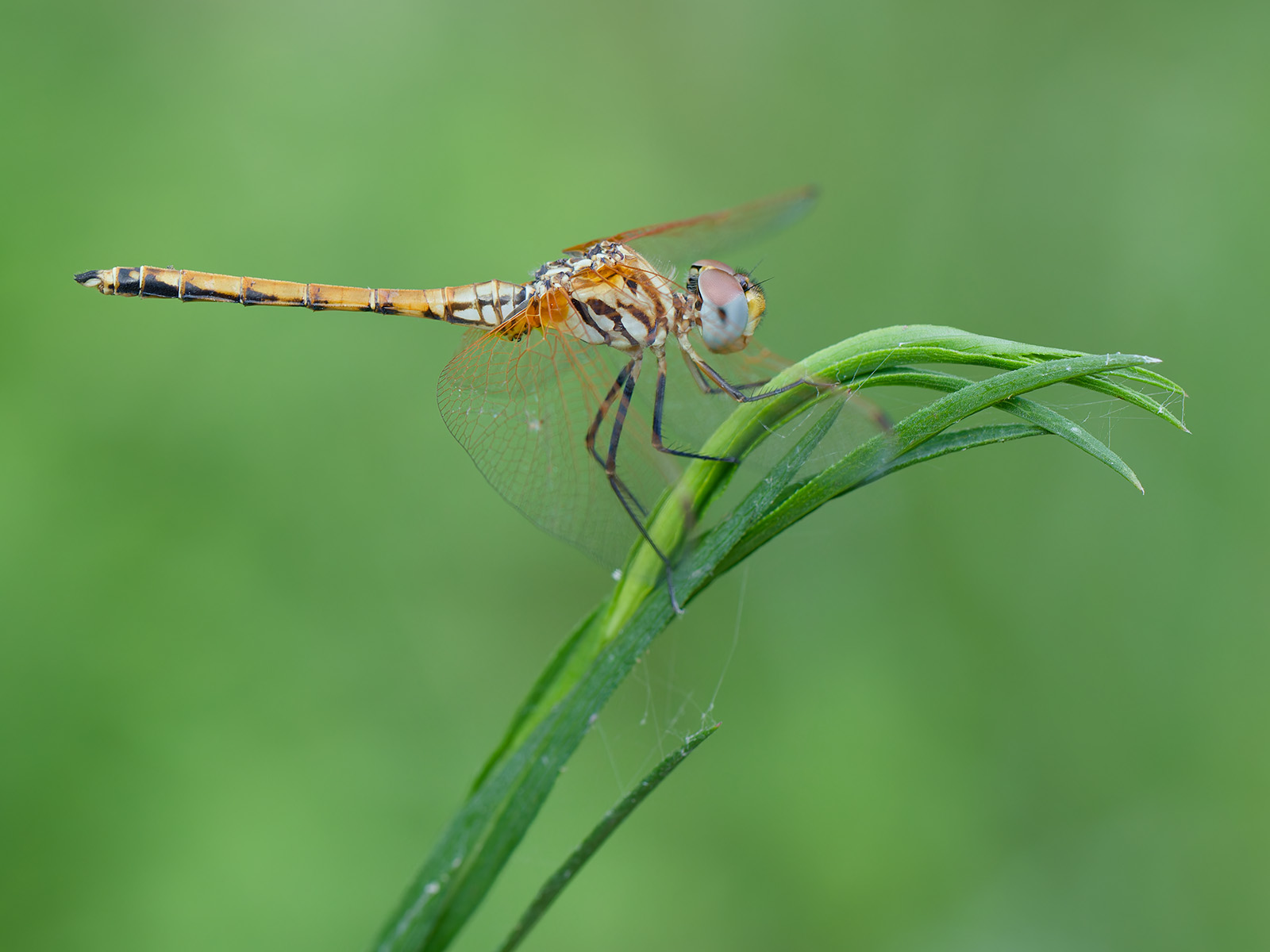 Trithemis arteriosa, immature male