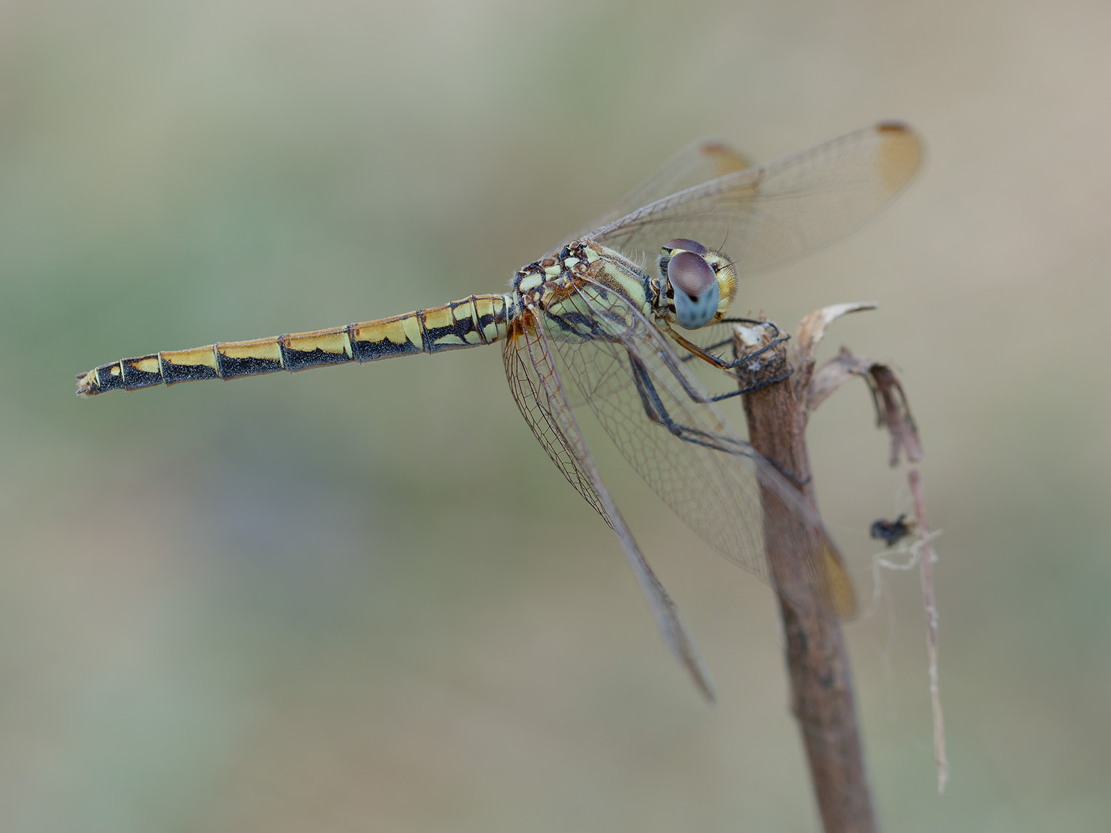 Trithemis arteriosa, female