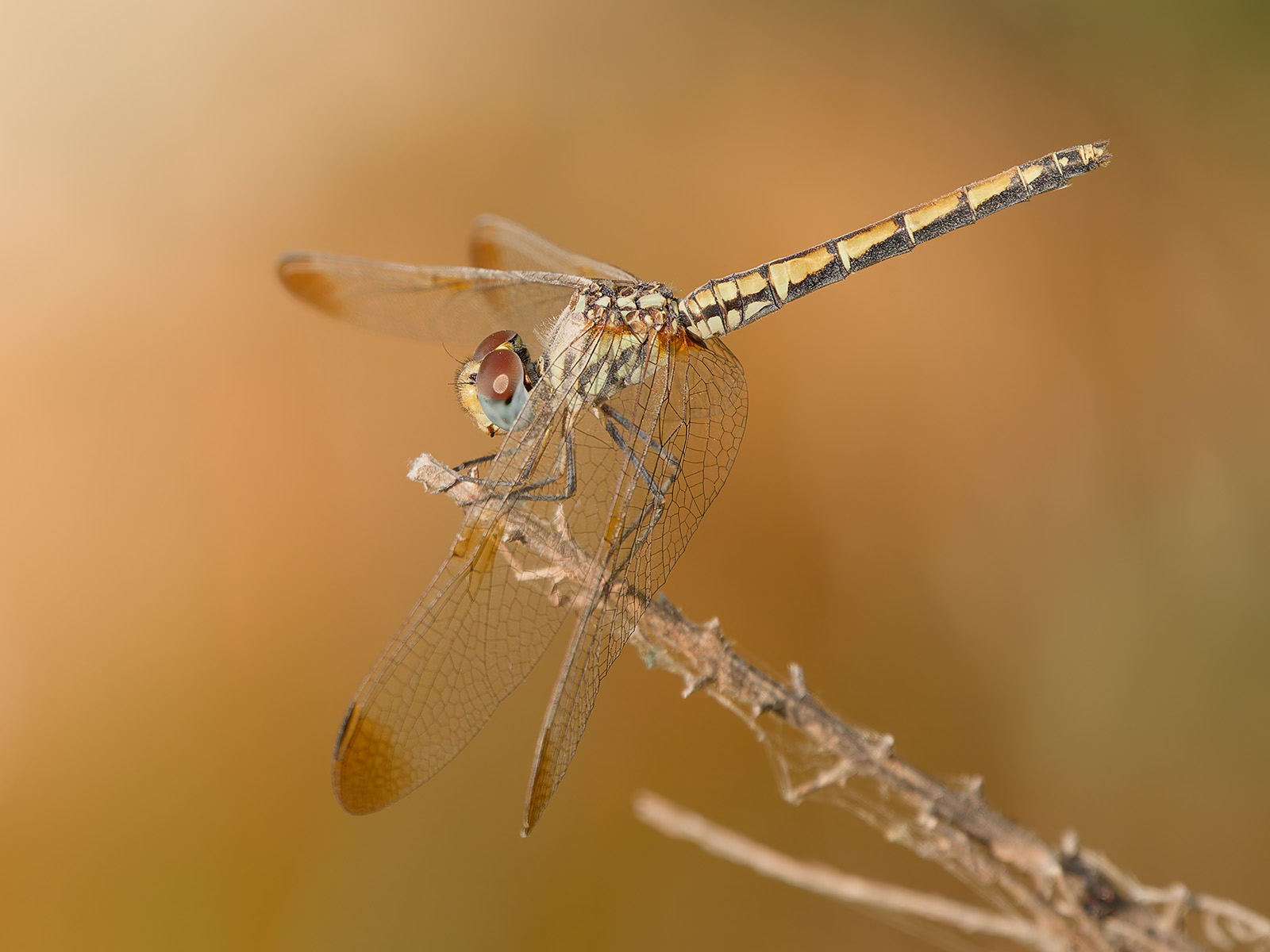 Trithemis arteriosa, female