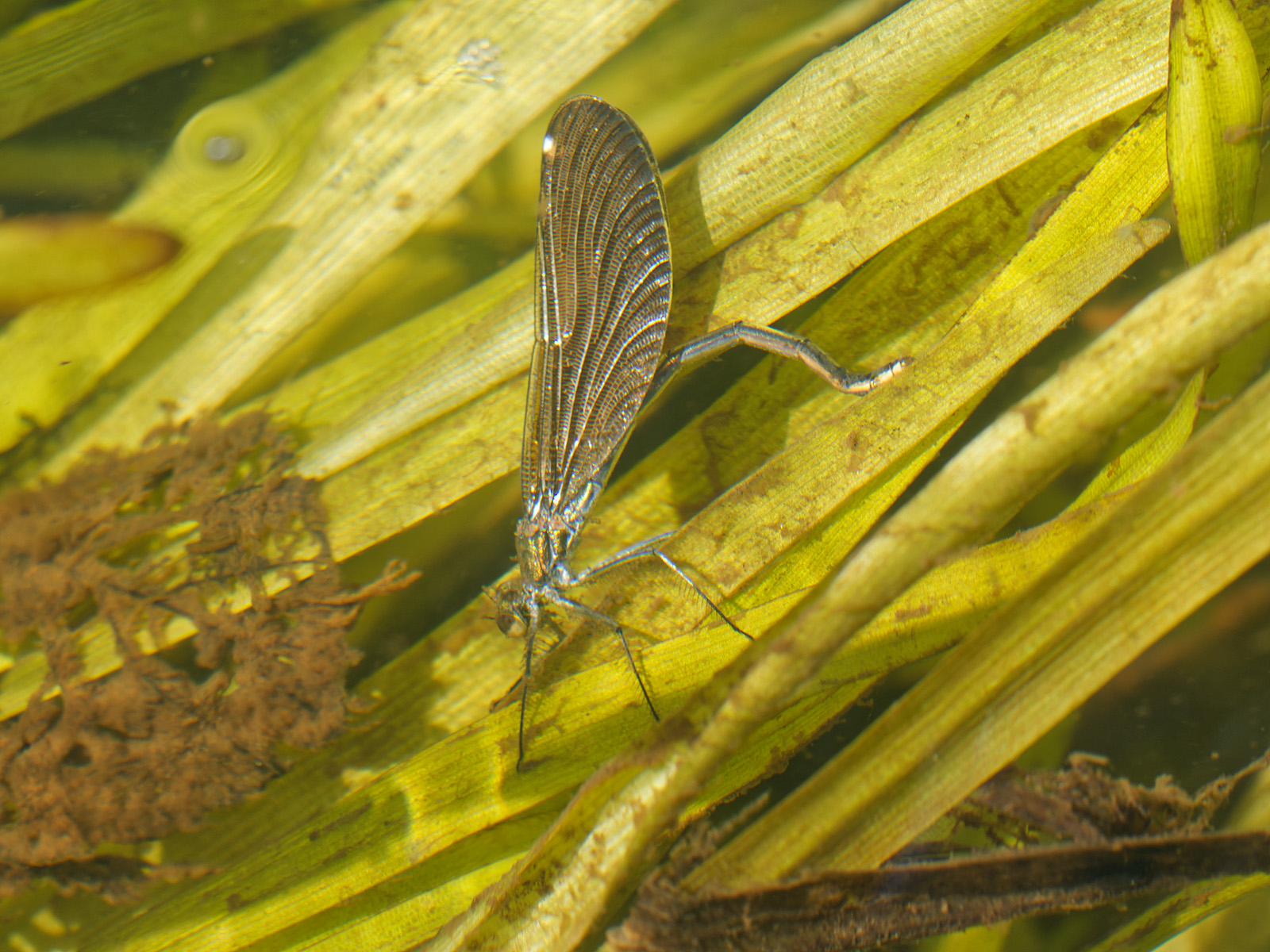 Calopteryx virgo, female, ovipositing under water