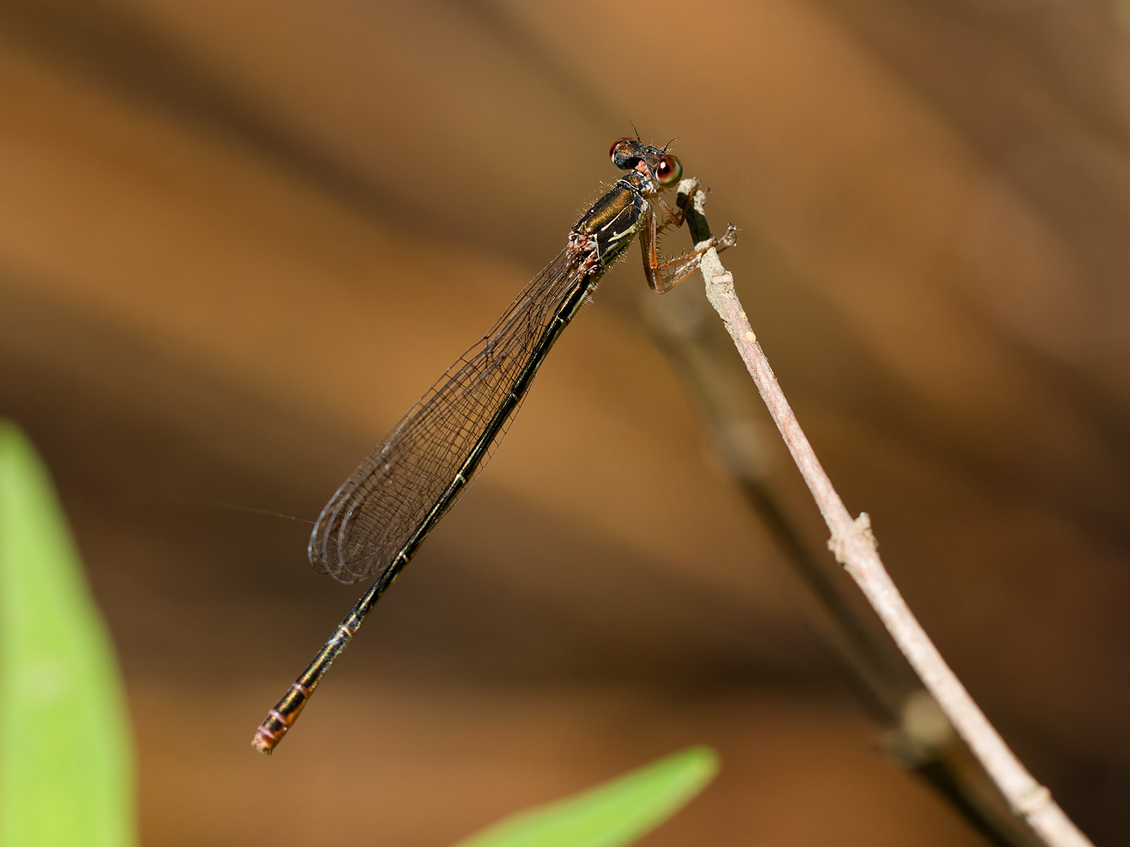 Ceriagrion georgifreyi, female f. melanograstrum