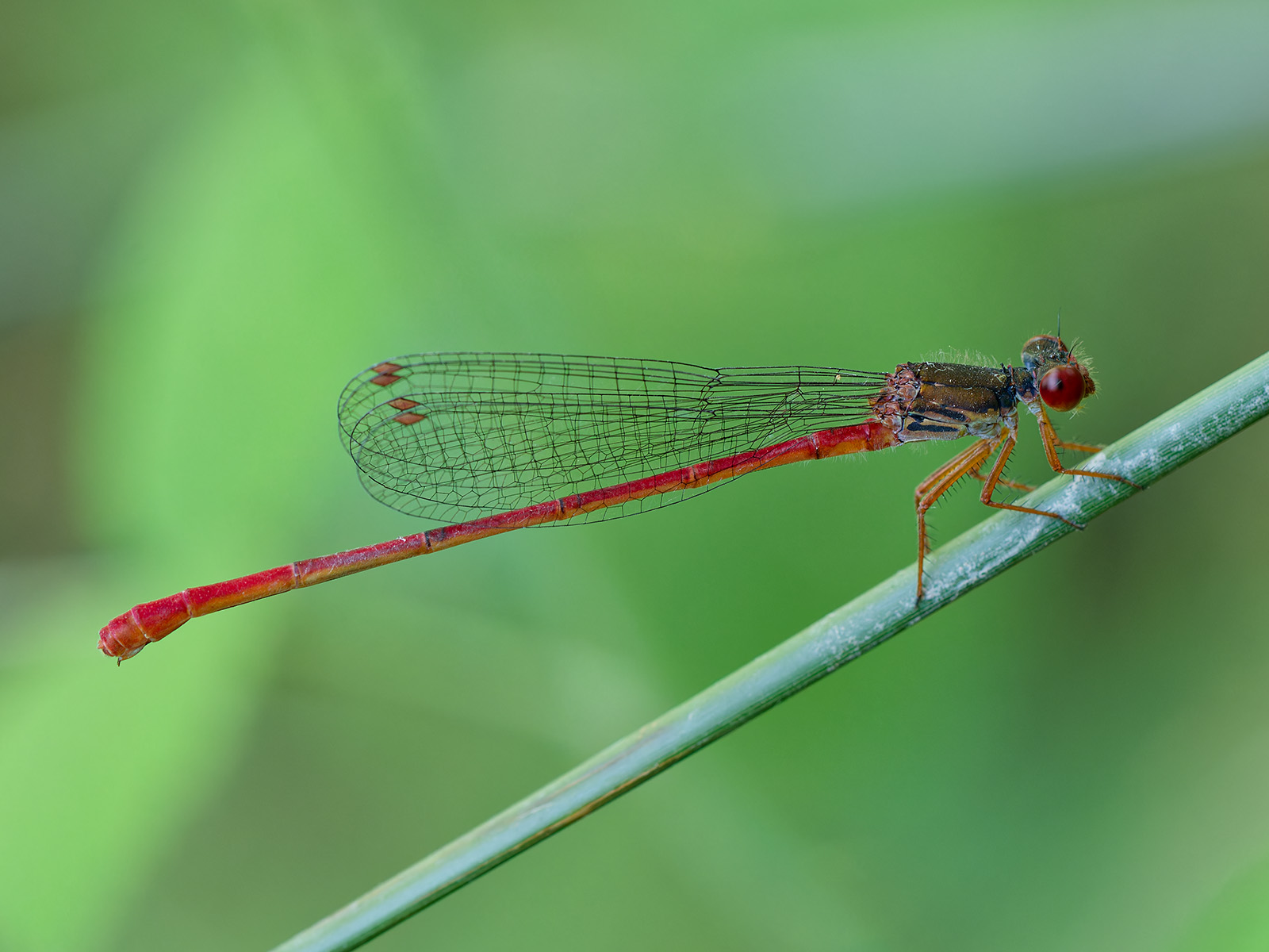 Ceriagrion georgifreyi, female f. erythrogastrum