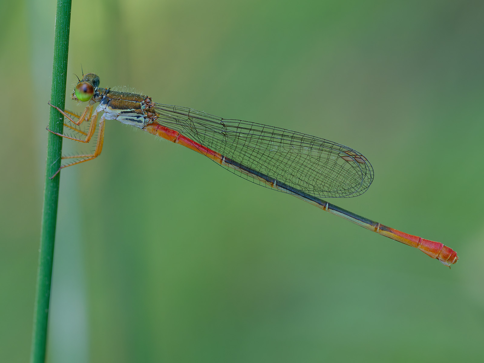 Ceriagrion georgifreyi, female f. typica