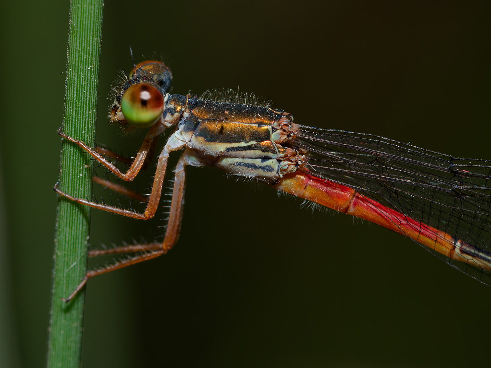 Ceriagrion georgifreyi, female f. typica