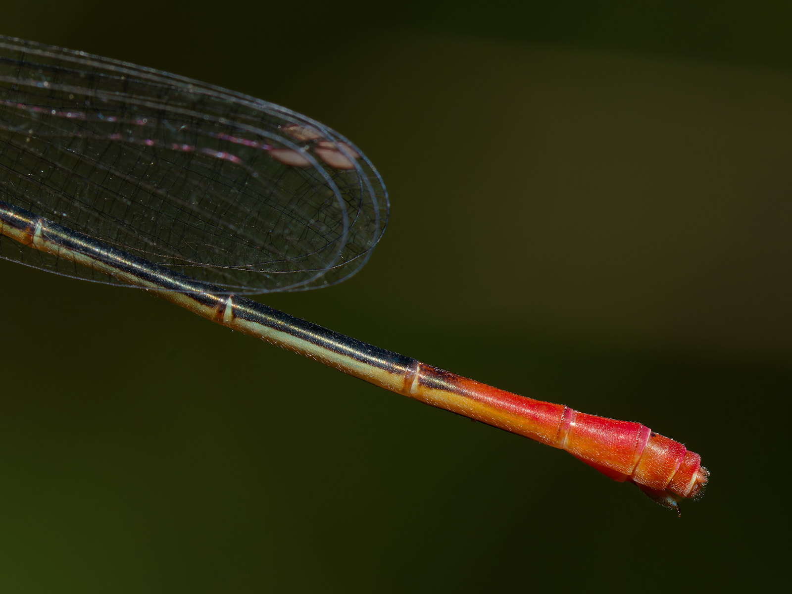 Ceriagrion georgifreyi, female f. typica