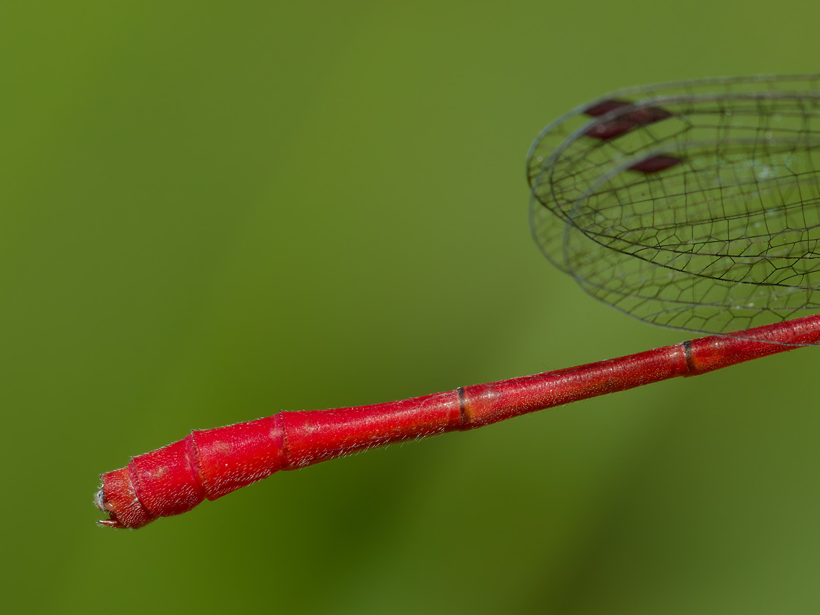 Ceriagrion georgifreyi, male