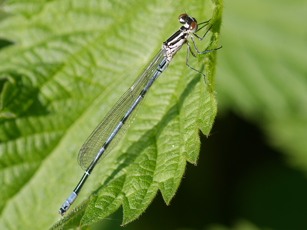 Coenagrion puella, immature male
