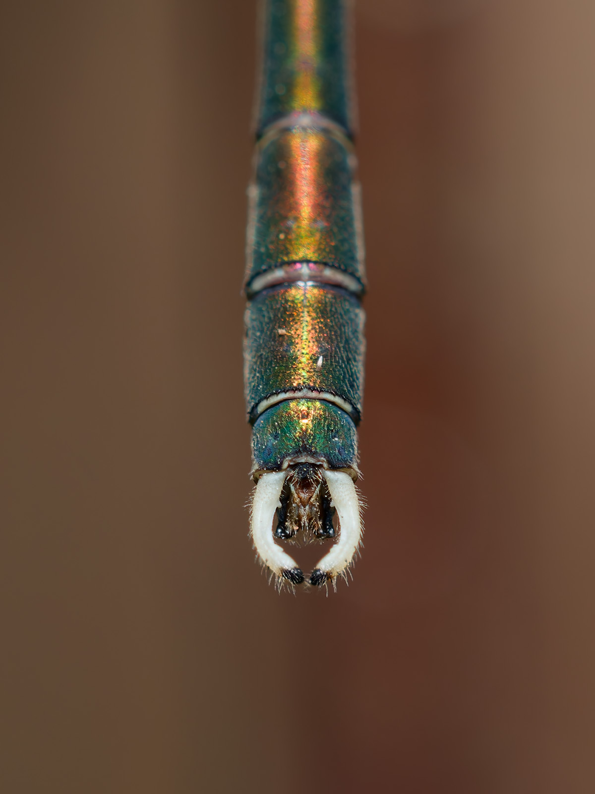 Chalcolestes parvidens, male appendages