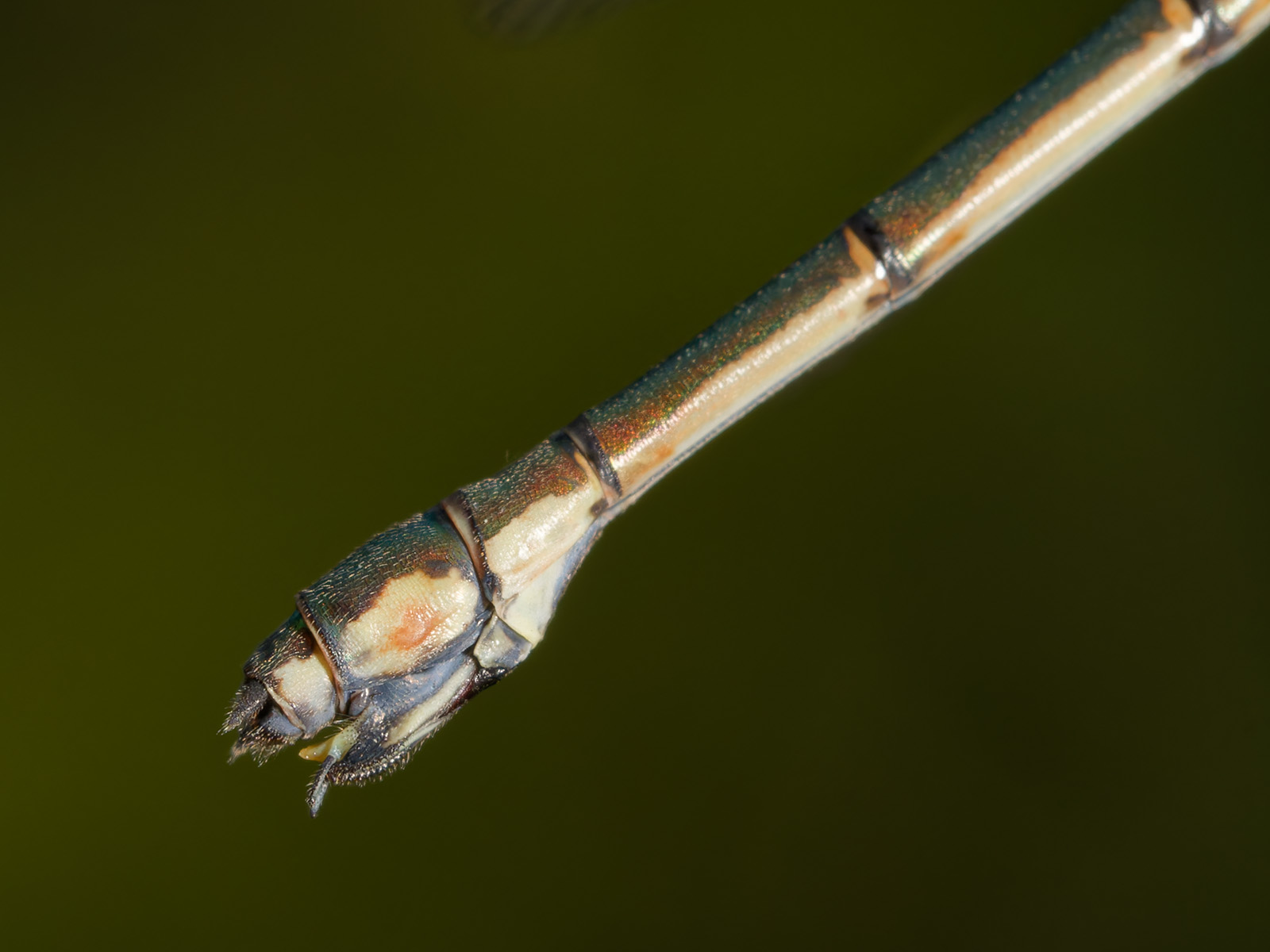 Chalcolestes viridis, female