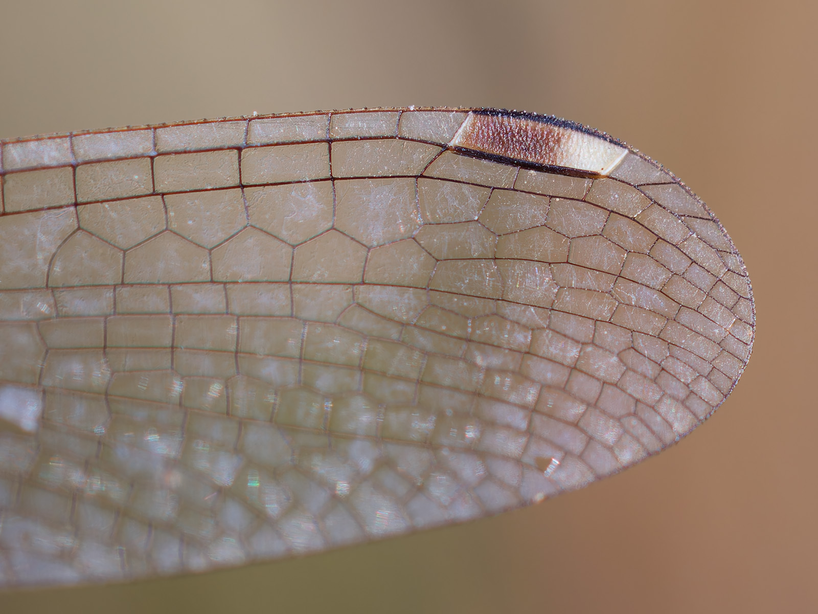 Lestes barbarus, female wing tip