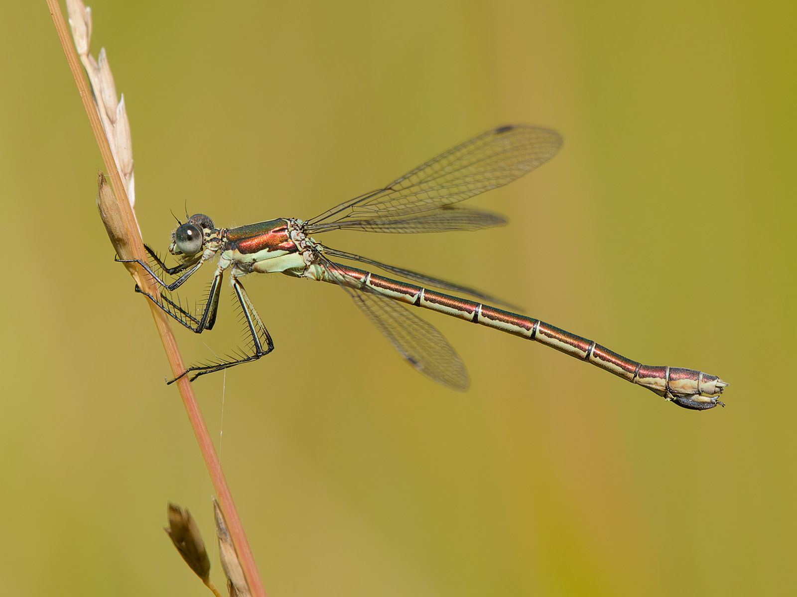 Lestes dryas, female