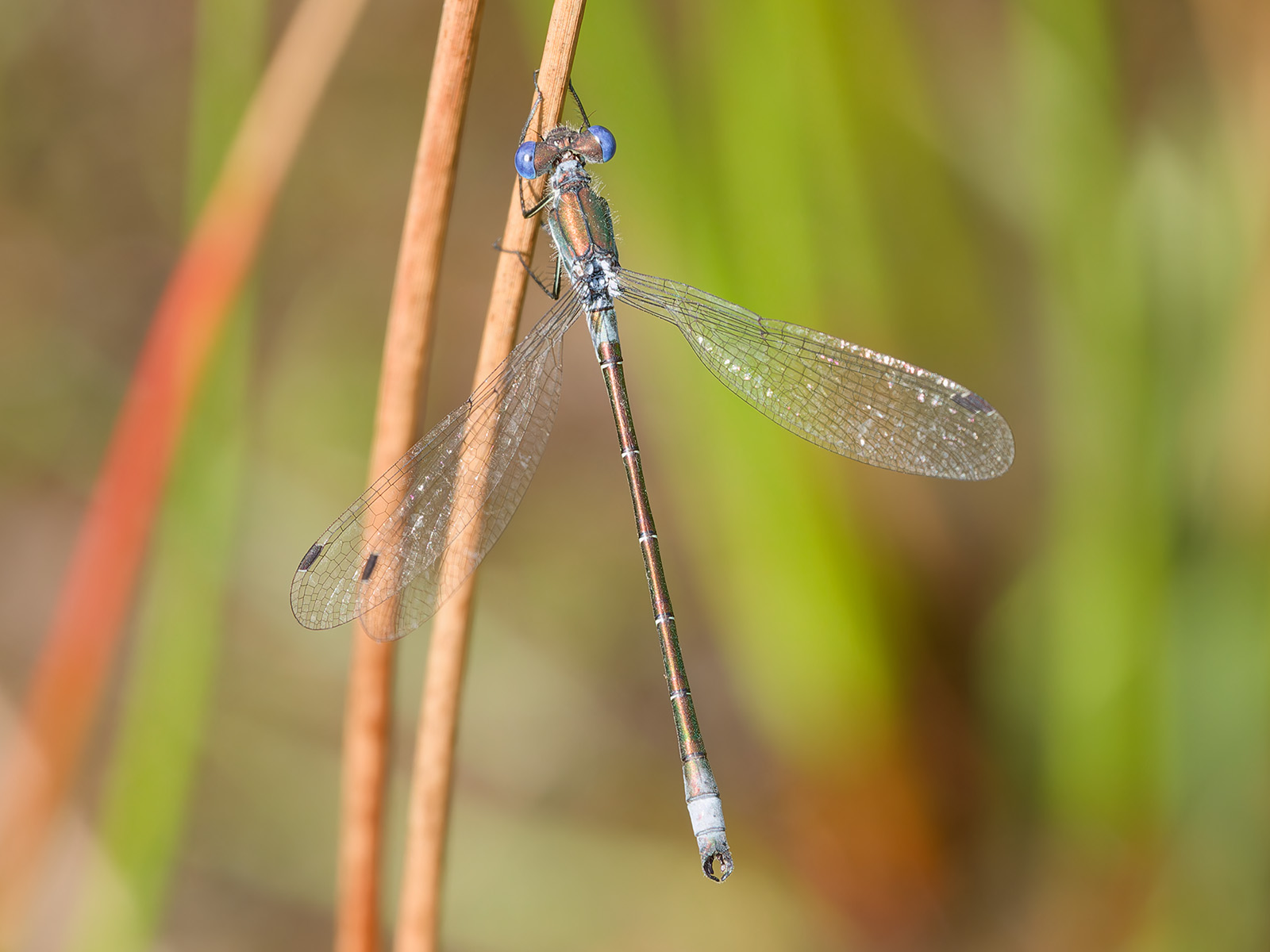 Lestes dryas, male