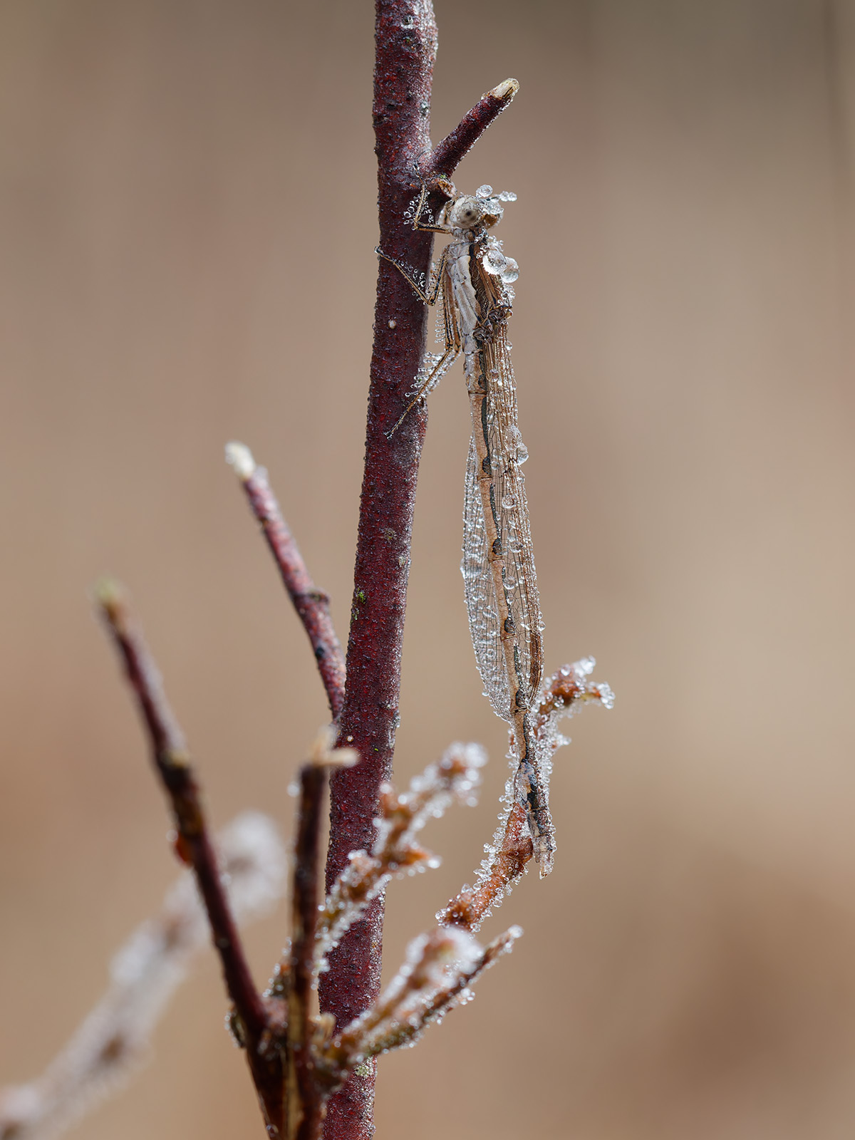 Sympecma fusca, male, hibernating