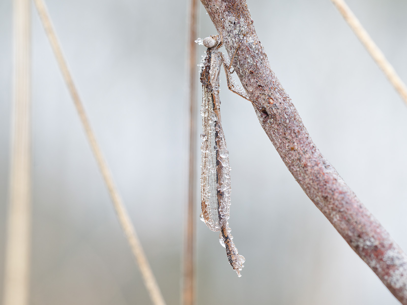 Sympecma fusca, male, hibernating