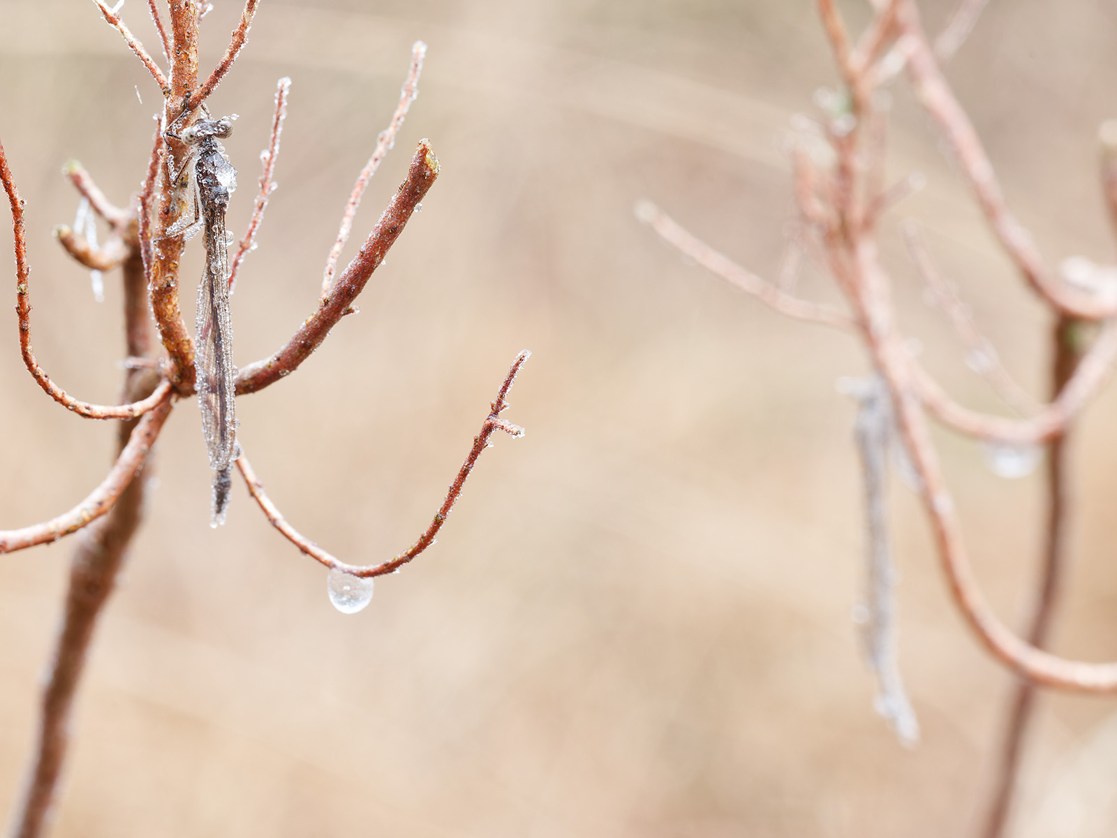 Sympecma fusca, males, hibernating