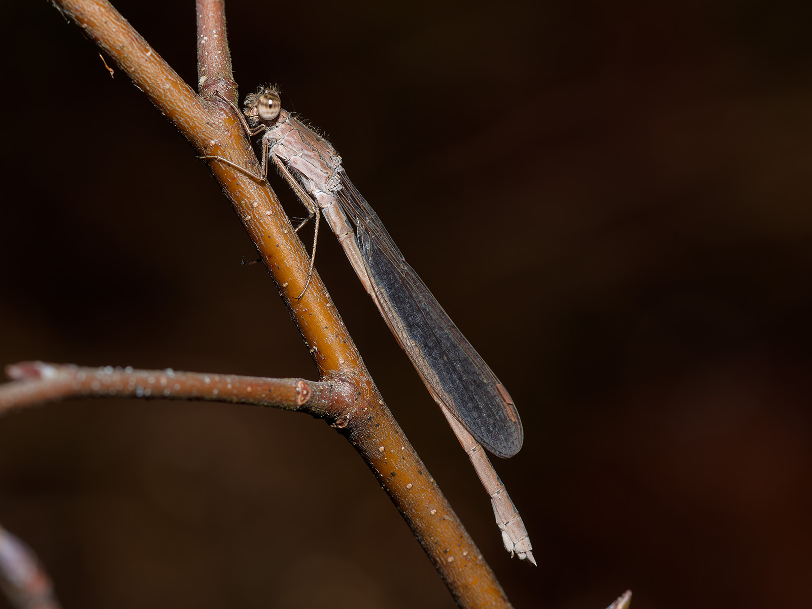 Sympecma paedisca, female