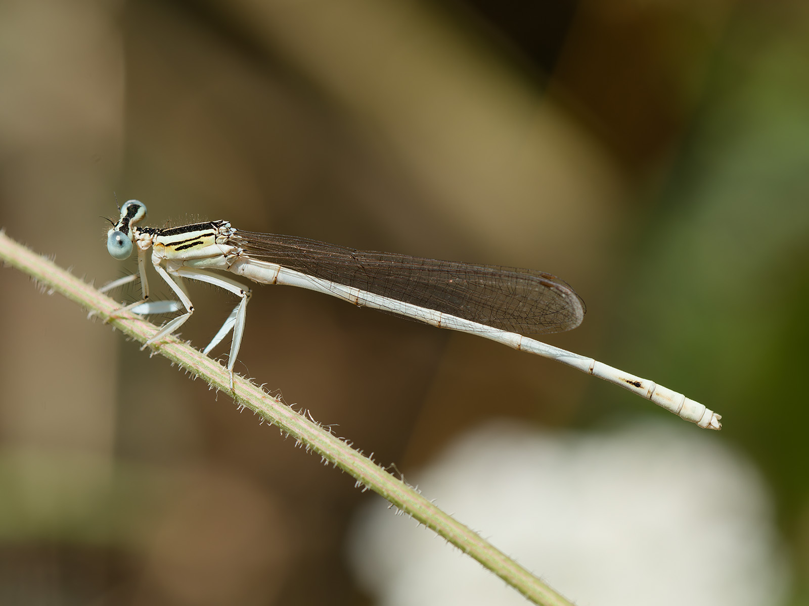 Platycnemis dealbata, male