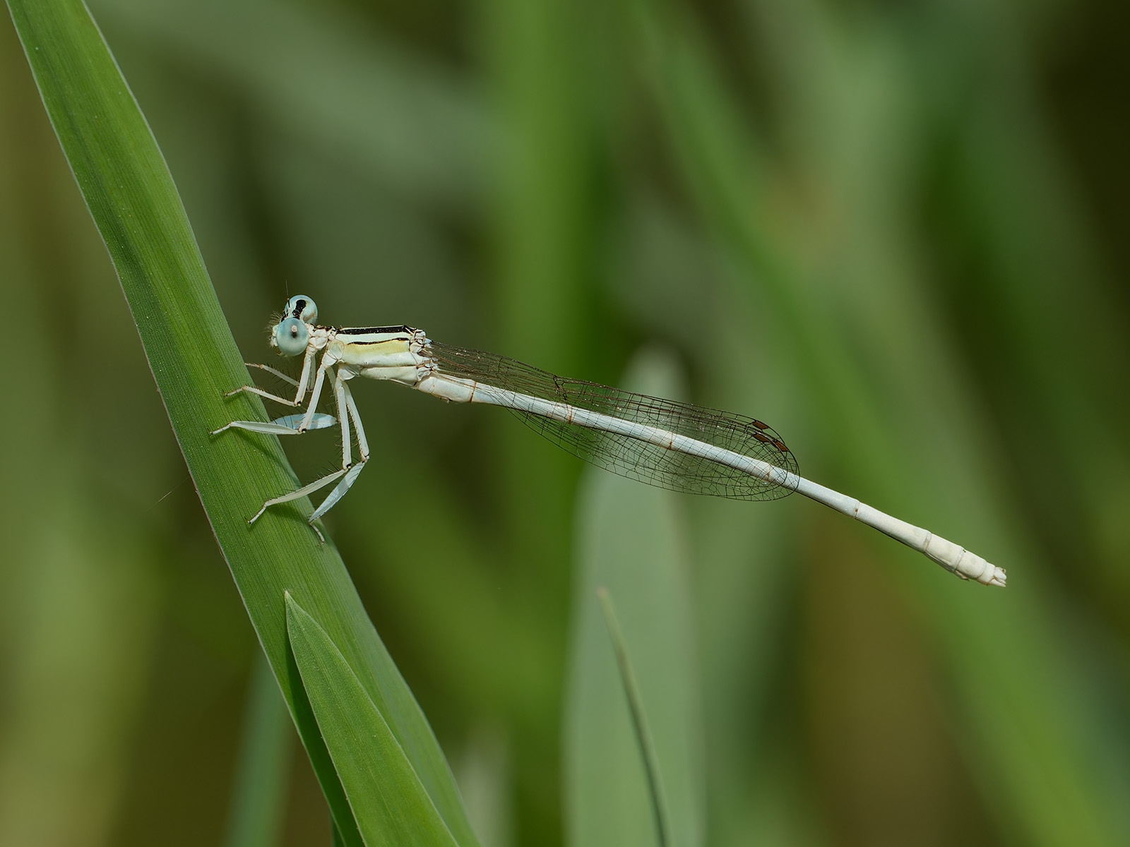 Platycnemis dealbata, male