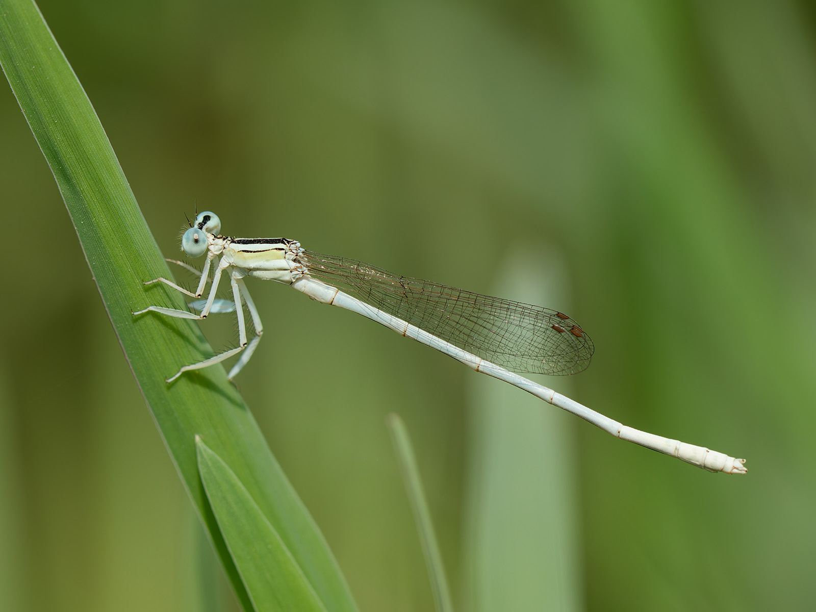 Platycnemis dealbata, male