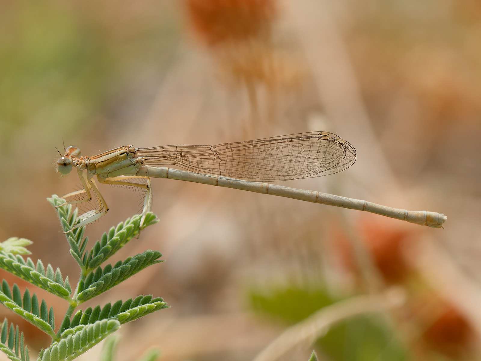 Platycnemis dealbata, female