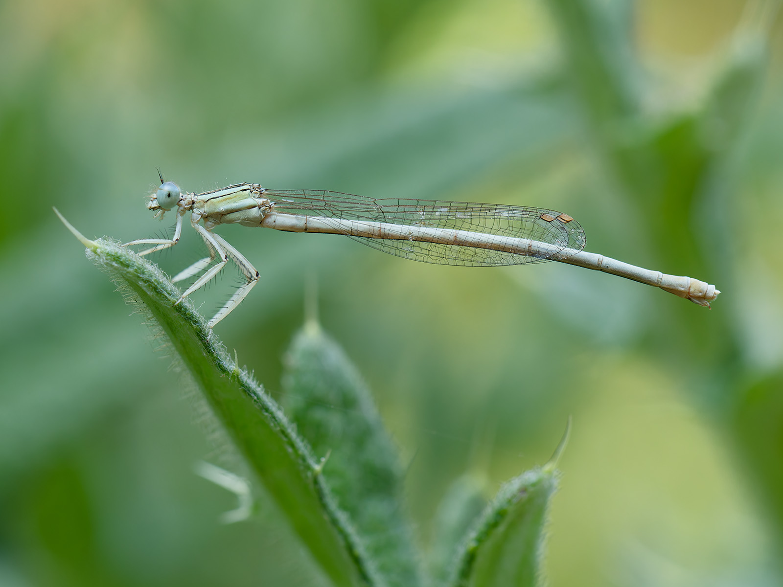 Platycnemis dealbata, female