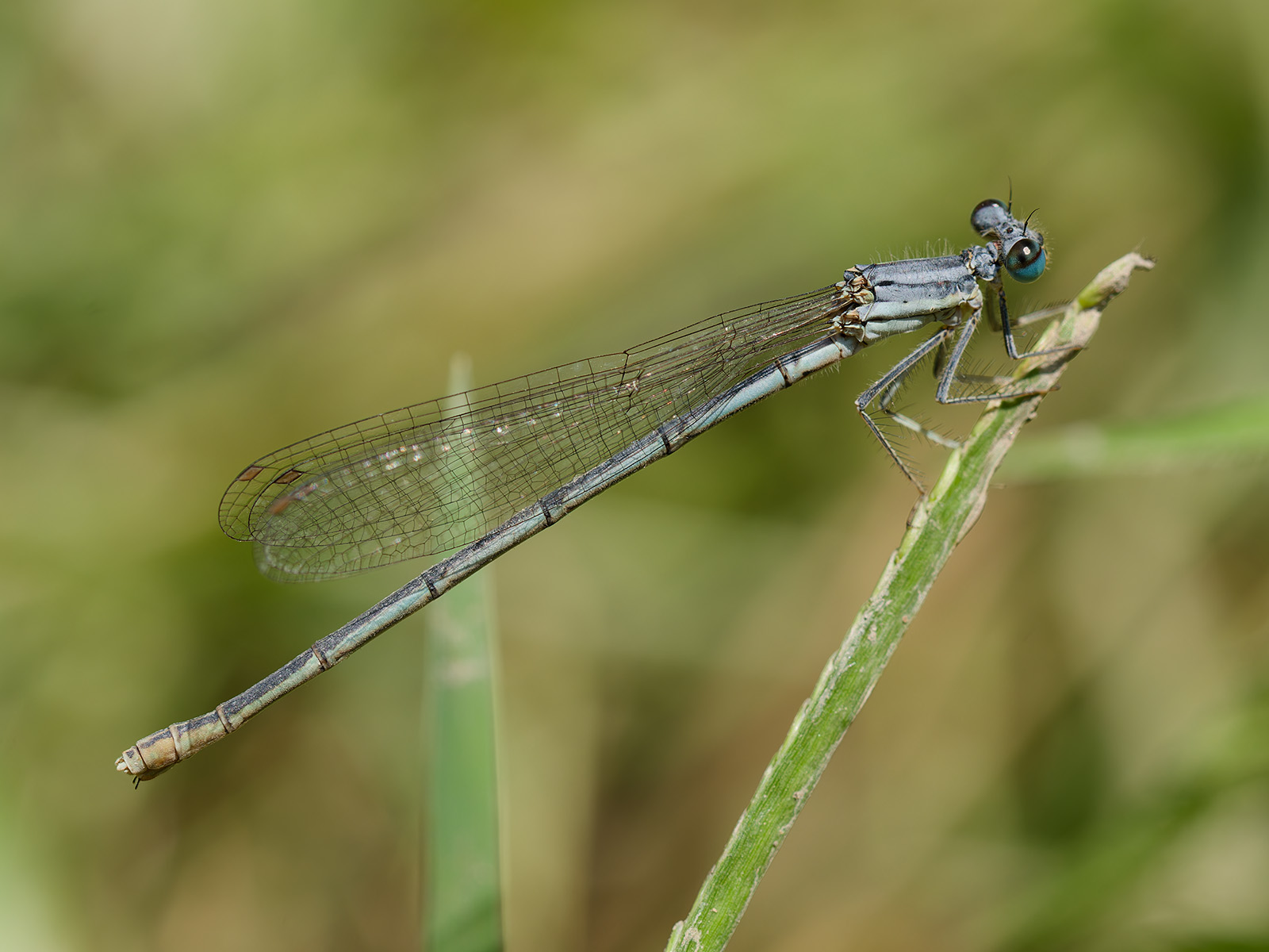 Platycnemis kervillei, female