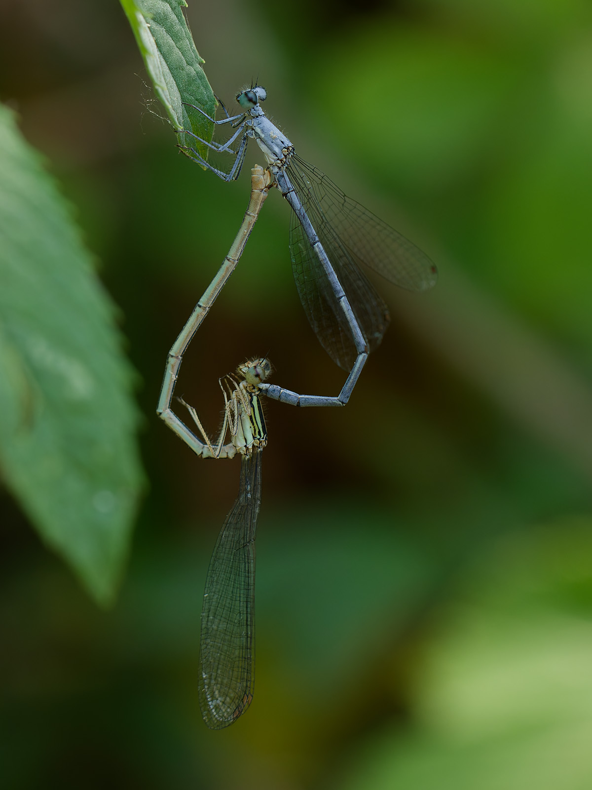 Platycnemis kervillei, copula